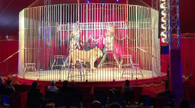 leone circo