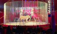 leone circo