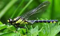 libellula