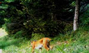 lince montecrestese