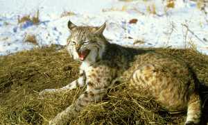 lince neve