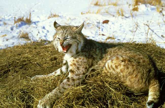 lince neve