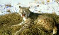 lince neve