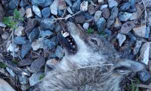 lupa lupo treno00001