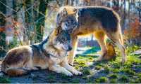 lupi due