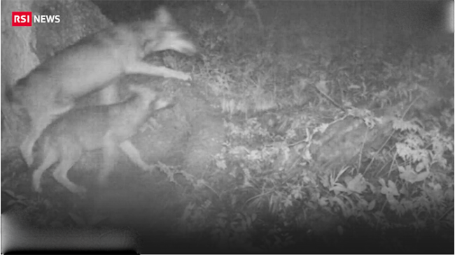 lupi rsi cameravideo