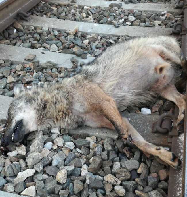lupo morto