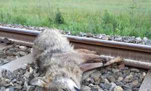 lupo binario domo prato