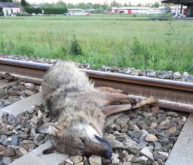 lupo binario domo prato