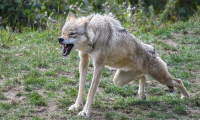 lupo cattivo aggressione