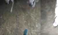 lupo