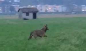 lupo locarno