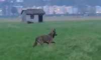lupo locarno