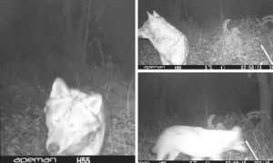 lupo montecrestese fototrappola