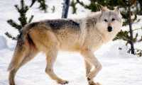 lupo neve