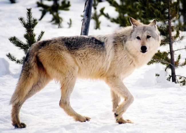 lupo neve