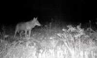 lupo notte