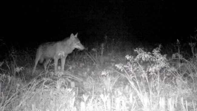 lupo notte