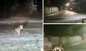 lupo s m maggiore vigezzo