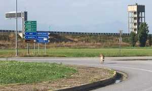 lupo strada rotonda