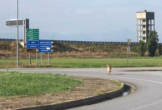 lupo strada rotonda