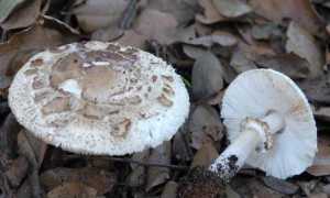 macrolepiota venenata