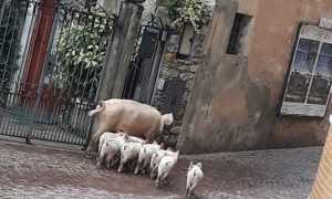 maiali brisino10