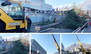 marconi piante mix 19