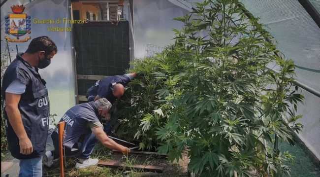 marijuana cambiasca due