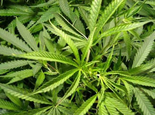 marijuana