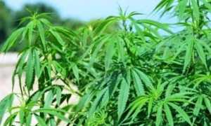 marijuana