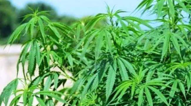 marijuana
