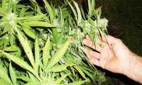 marijuana mano