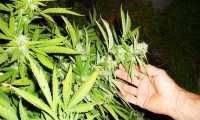 marijuana mano