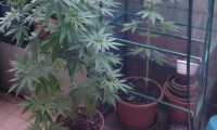 marijuana terrazzo