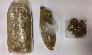 marijuana vb profugo