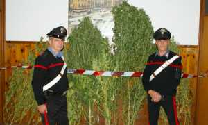 mariuana carabinieri domo