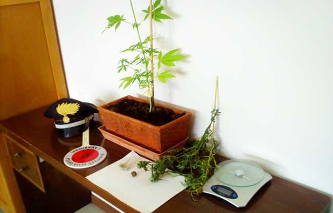 mariuana carabinieri piantina