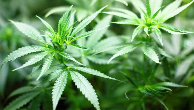mariuana due