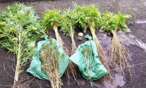 mariuana sequestro carabinieri