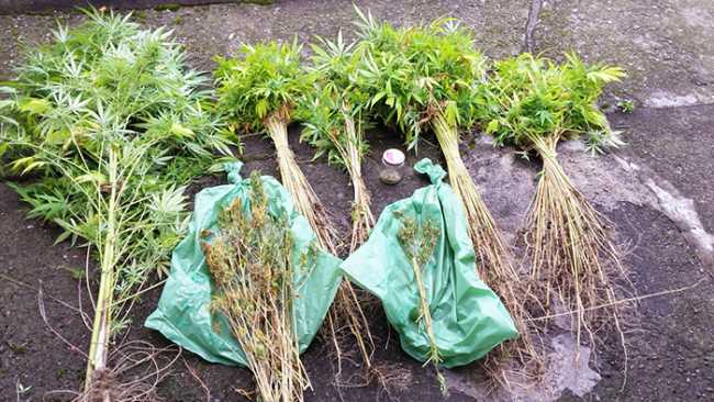 mariuana sequestro carabinieri