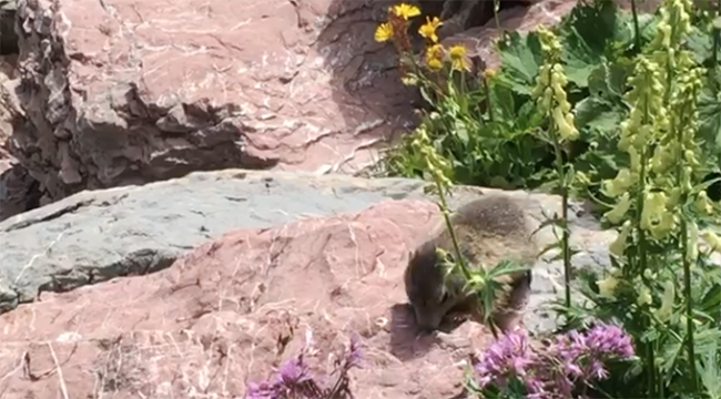 marmotta