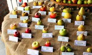 mele varieta esposizione