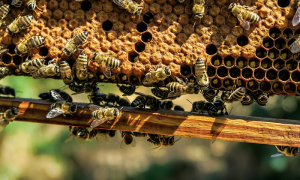 miele api arnia ago 19