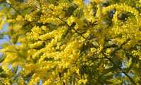 mimosando Enaip700