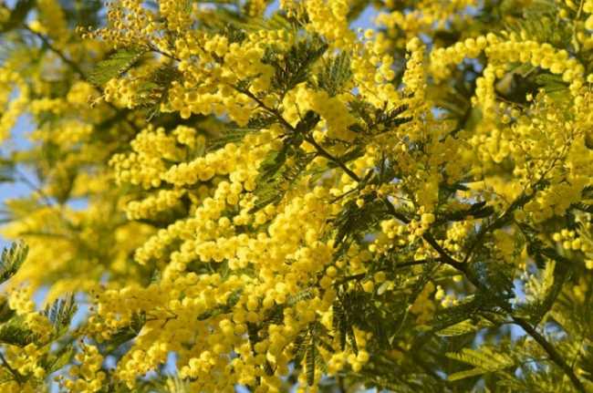 mimosando Enaip700