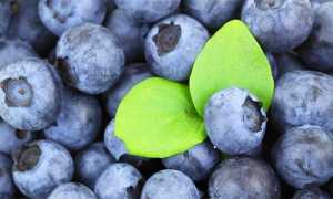 mirtilli piatto foglia