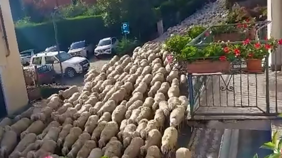 La transumanza delle pecore a Varzo: migliaia di ovini scendono a valle