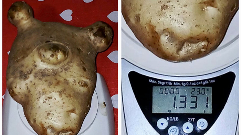 Una patata da record in Val Formazza: pesa 1,3 chili 