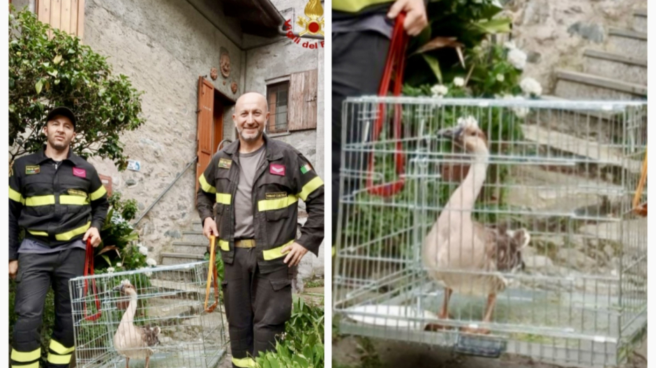 Oca smarrita sul greto del fiume, tratta in salvo dai Vigili del Fuoco